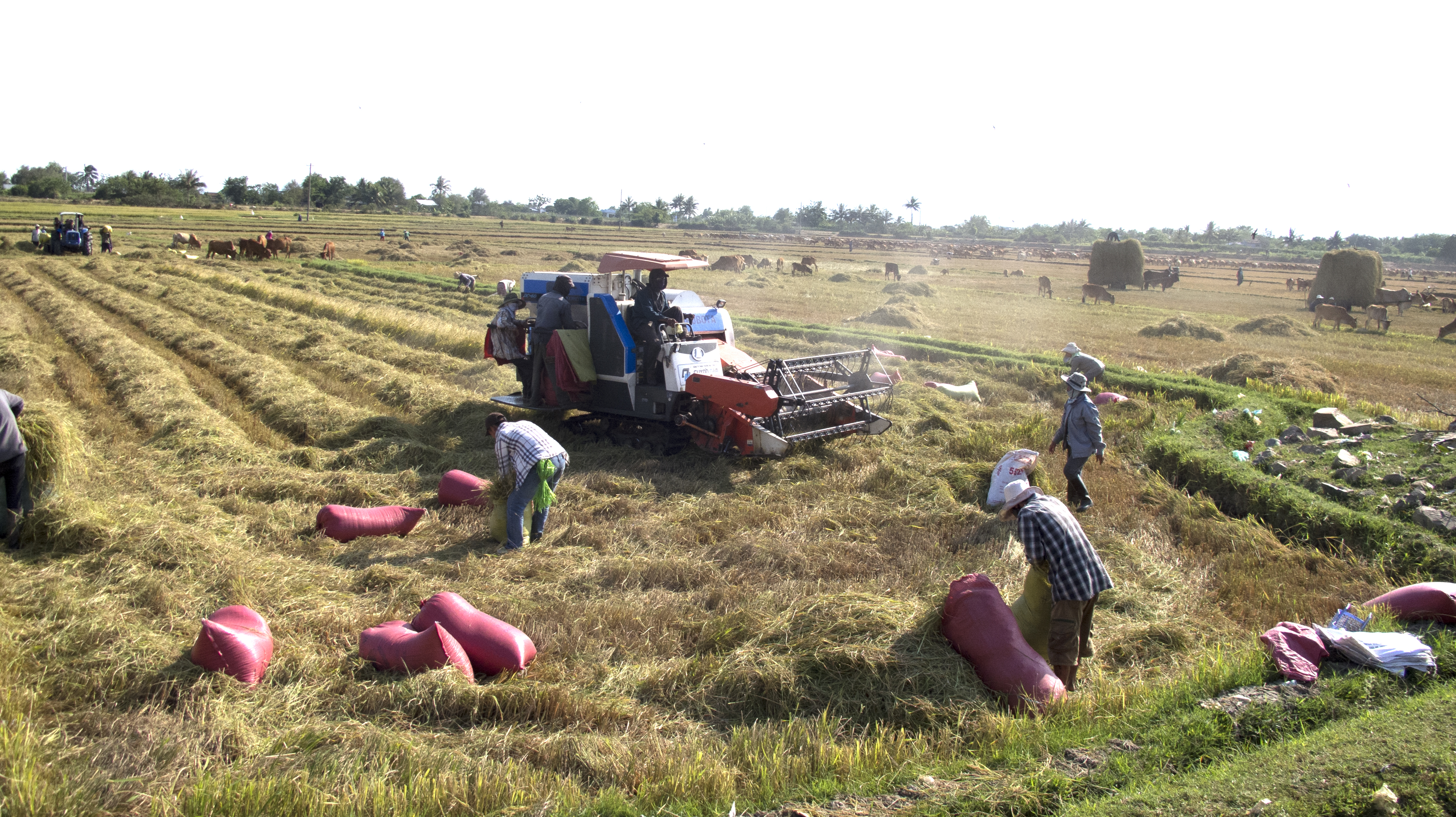 Actividades Agropecuarias que desarrollamos en Finca La Frondosa. /actividades-agricolas-finca/featured-image.jpg